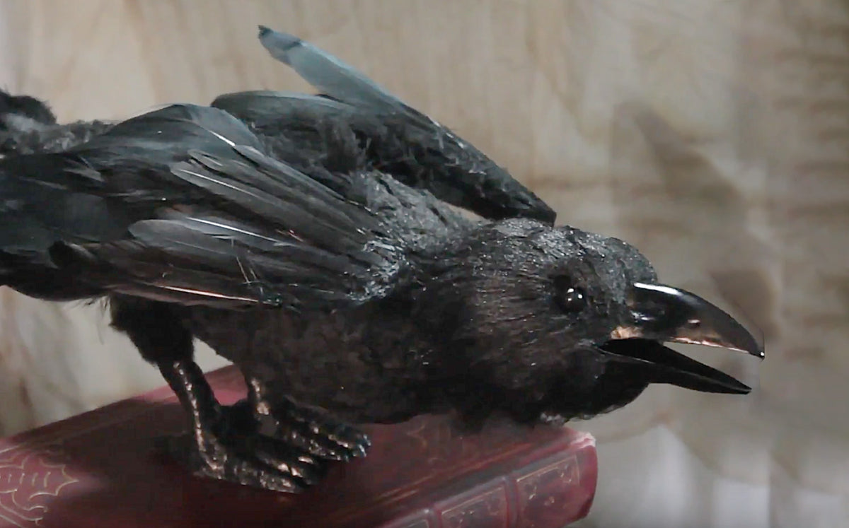 Raven Kit Animatronic Raven Kit – Mr. Chicken's Prop Shop
